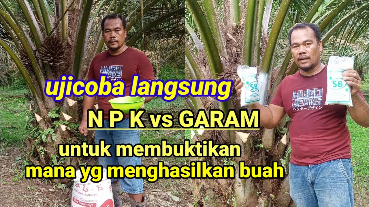 ujicoba pupuk garam vs pupuk NPK pada tanam sawit