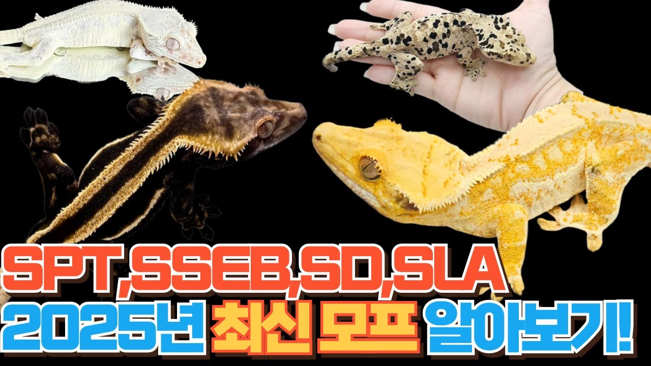 올해 주목해야 할 크레스티드게코 모프 트렌드 TOP | 크레 모프 종류, 최신 희귀 무늬, 브리딩, 파충류 사육, 도마뱀 키우기, 가격 정보