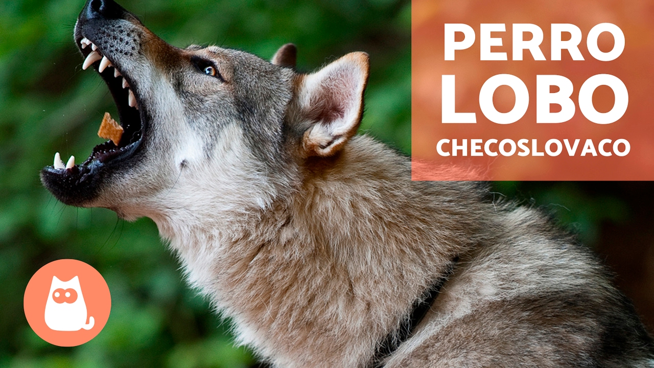El perro lobo checoslovaco - Peque&ntilde;o documental