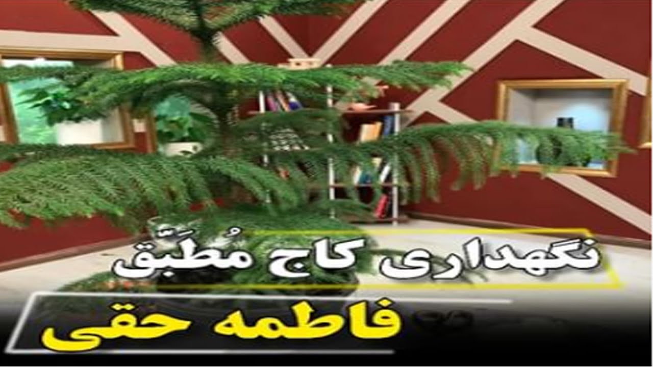 آموزش نگهداری و تکثیر كاج مطبق توسط خانم فاطمه حقي