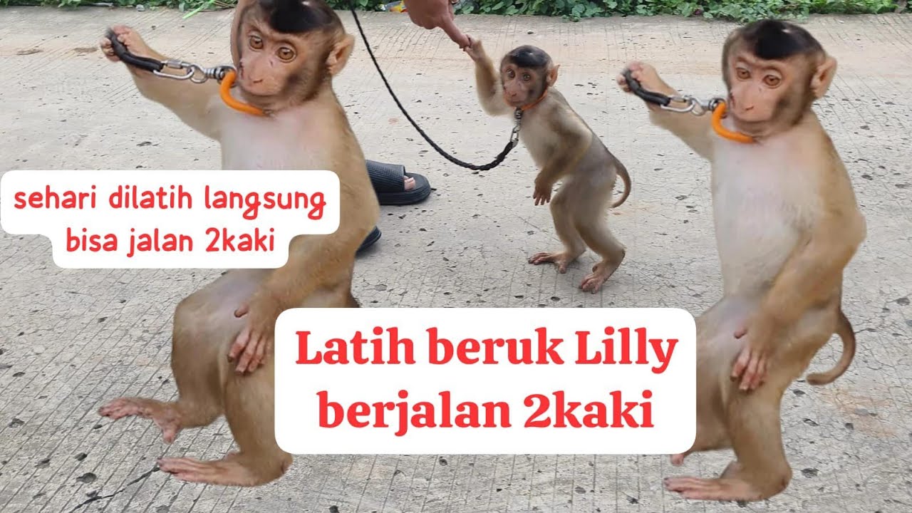 Cara latih monyet/beruk jalan 2 kaki!!! sehari dilatih langsung bisa! Lilly beruk cerdas!