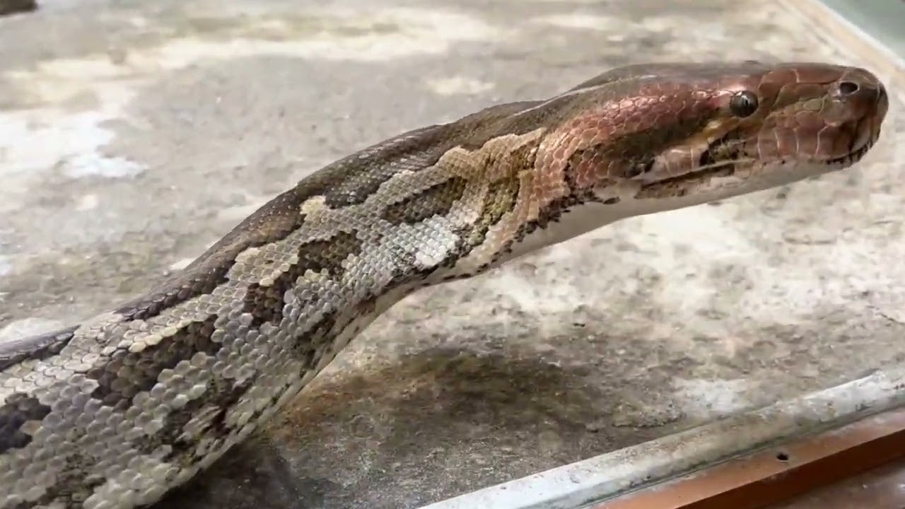 CHHATBIR ZOO CHANDIGARH PART2#viralvideo #chandigarh #zoo #animals #nature #youtube #python #travel