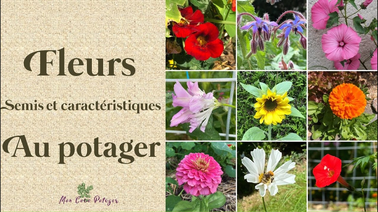 Pourquoi et comment semer les 9 fleurs utiles au potager ?