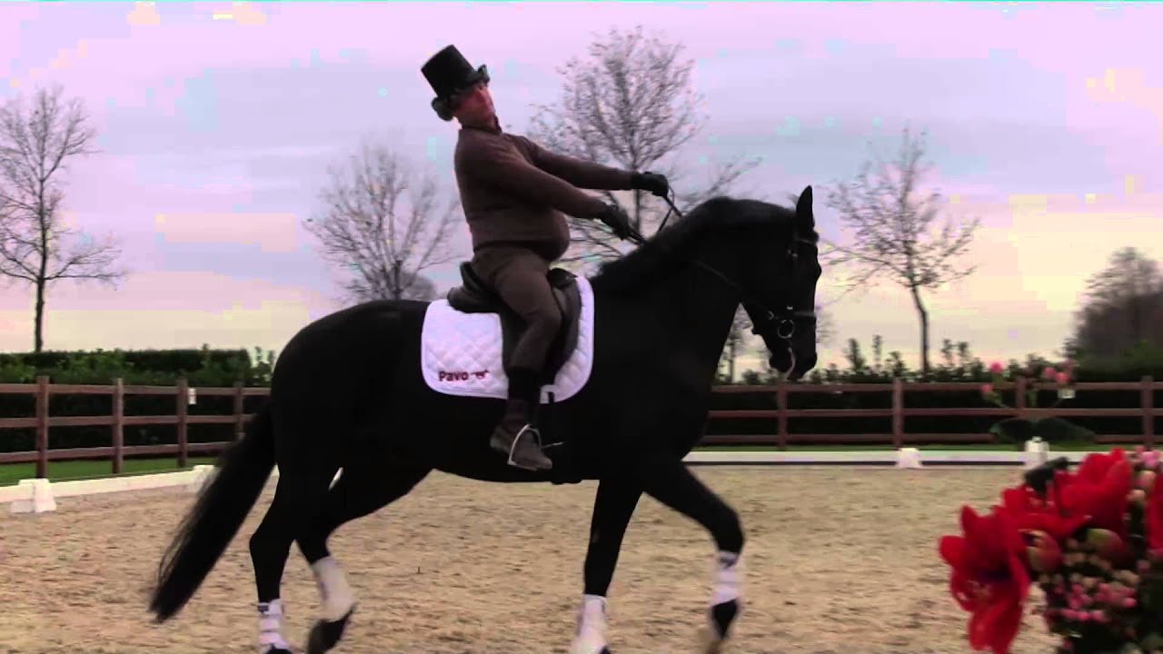 Despooking your horse with Brett Kidding (Christmas edition)