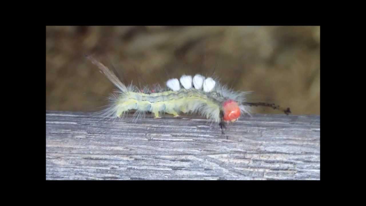 White Marked Tussock Caterpillar Takes a Walk