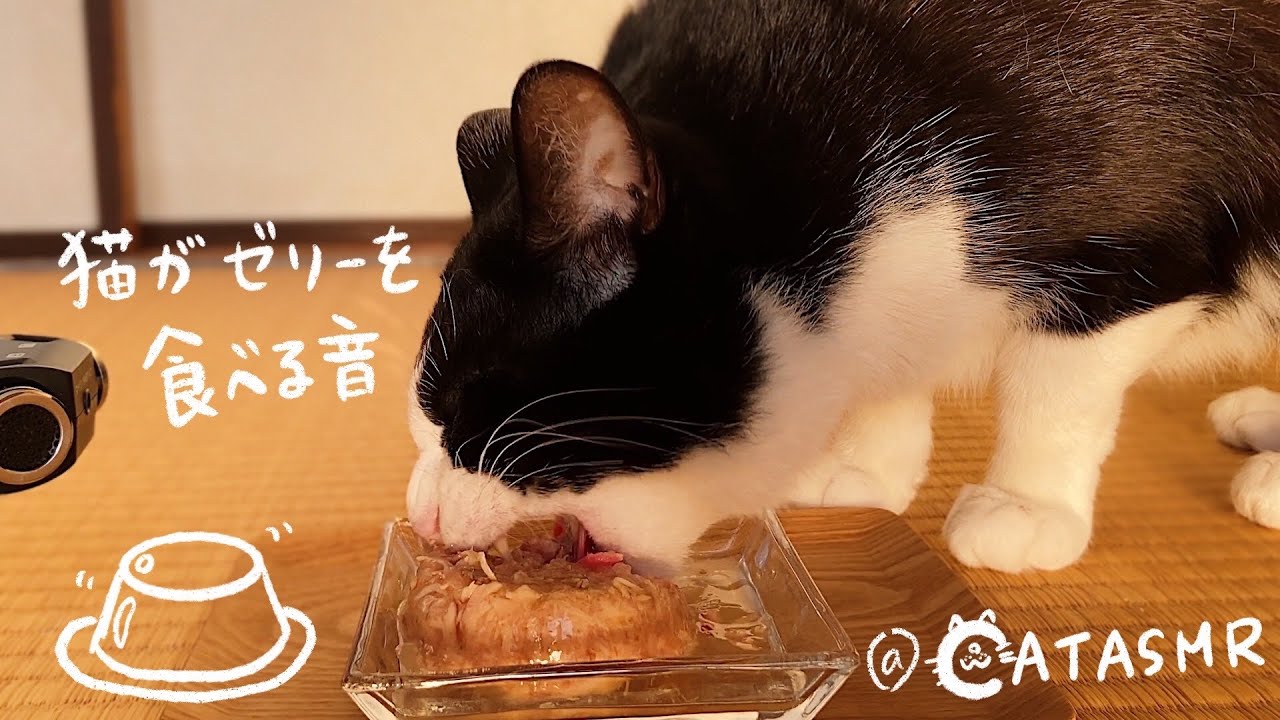 🍙ASMR｜猫用ゼリーを食べる藤村さん【咀嚼音】