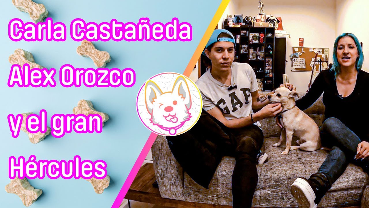 &iexcl;Mis vecinos me amenazaron por los ladridos de mi perro! ft H&eacute;rcules, Carla Casta&ntilde;eda y Alex Orozco