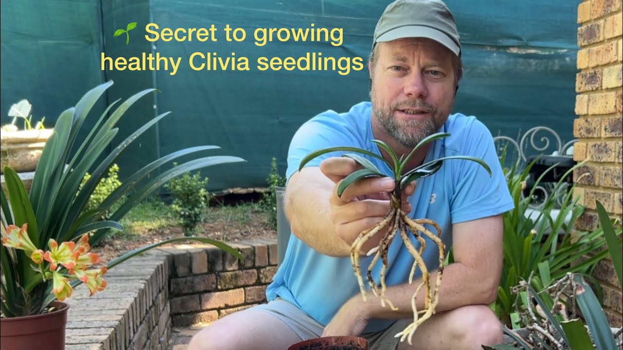 Secret to healthy Clivia seedlings
