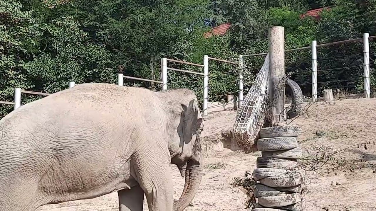 EEG - Asiatischer Elefant - Zoo Tiflis, Georgien, 21.07.2025, Malka am Enrichment-Tree.