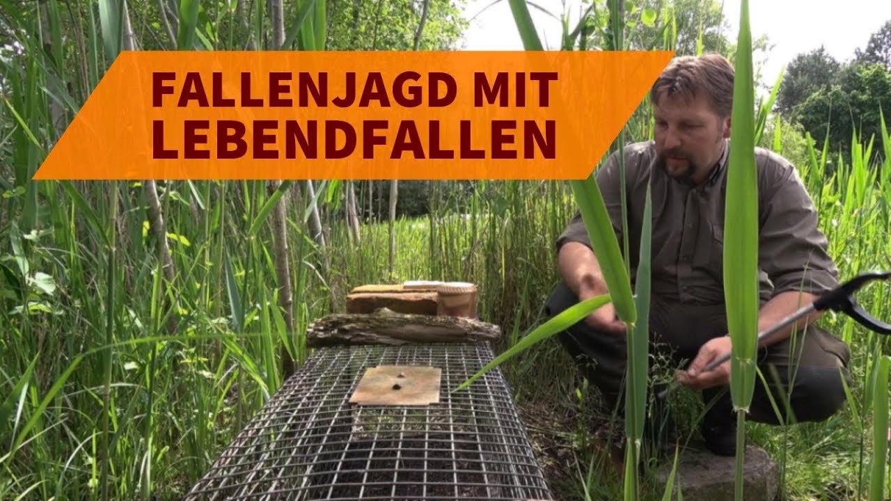Tipps f&uuml;r die Fallenjagd auf Fuchs, Marder und Waschb&auml;r mit einer Lebendfalle
