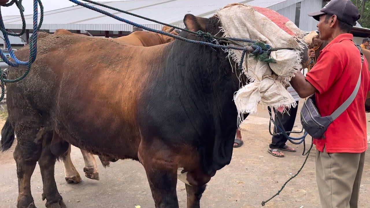 SAPI PEGON JUMBO MASKER BERKUALITAS SUPER 🔥