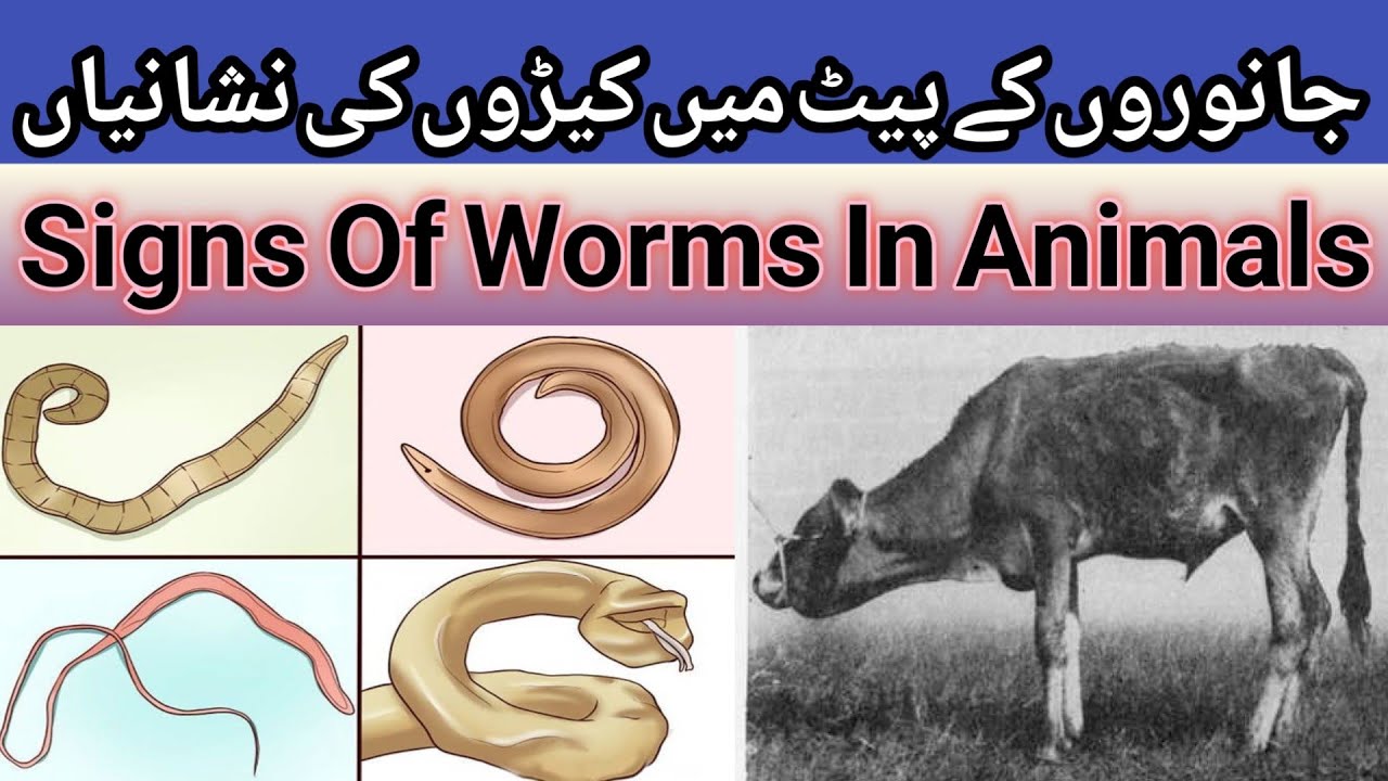 جانوروں کے پیٹ میں کیڑوں کی نشانیاں||Signs Of Worms In Animals||Dr Hafiz Nadeem Ur Rehman