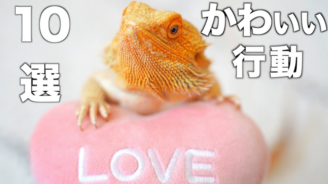 【あるある】フトアゴ好き必見❗️可愛い行動10選♡