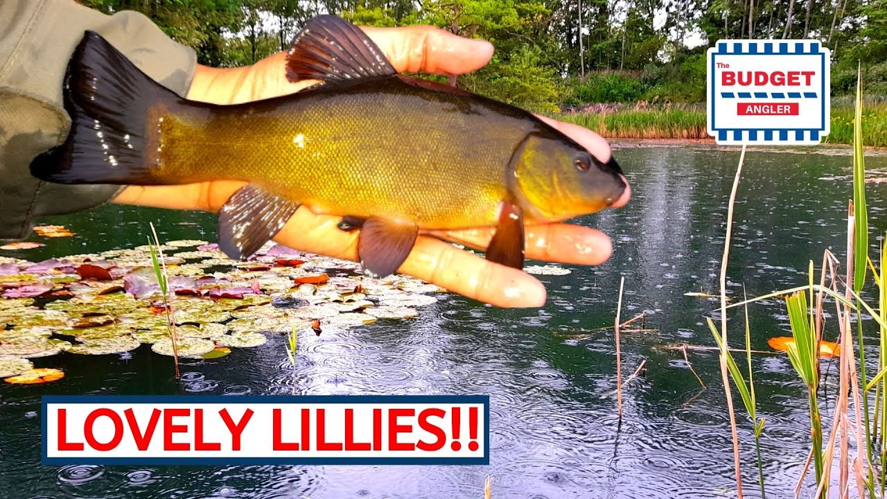 Tench Fishing a natural pond in the UK