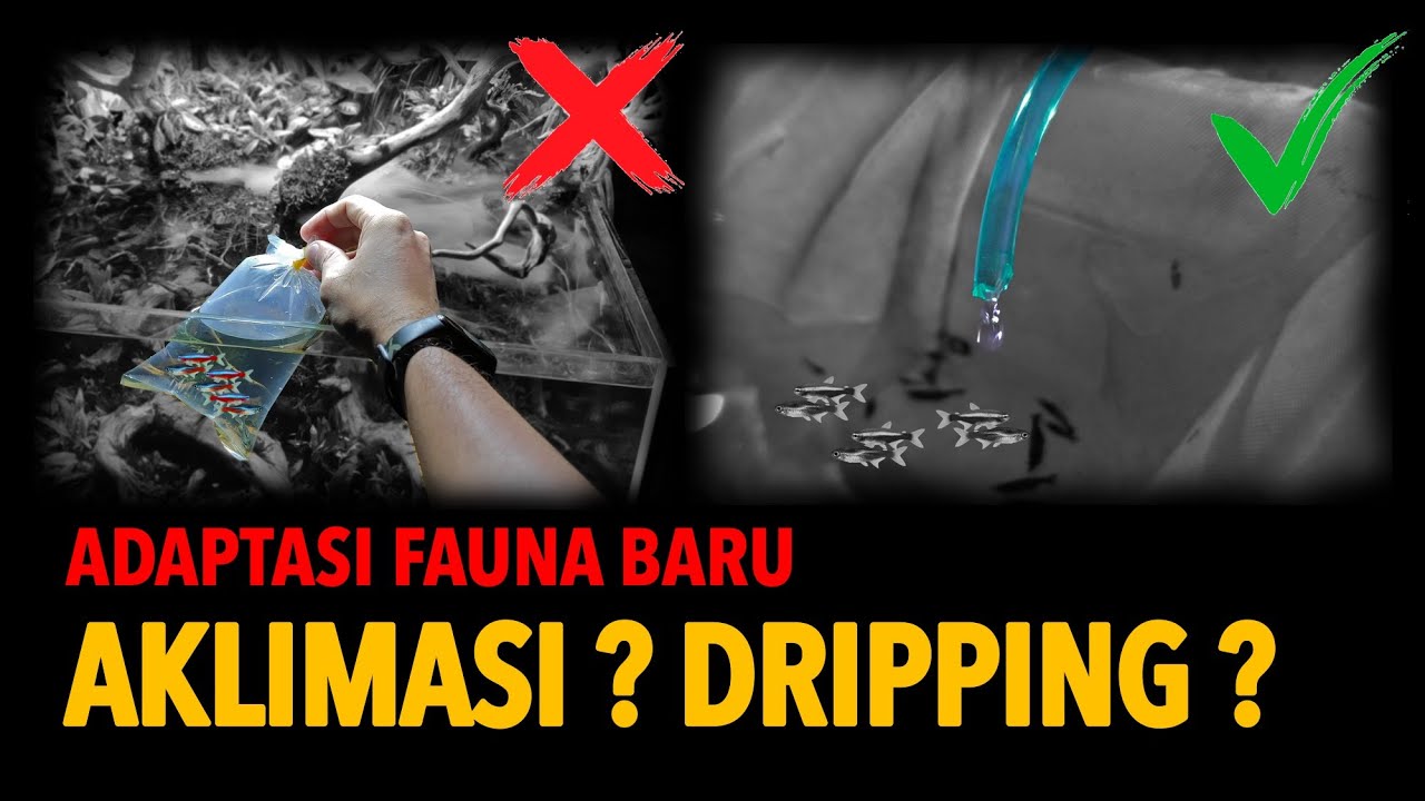 CARA BENAR ADAPTASI IKAN KE AQUARIUM - Aklimasi atau Dripping ?