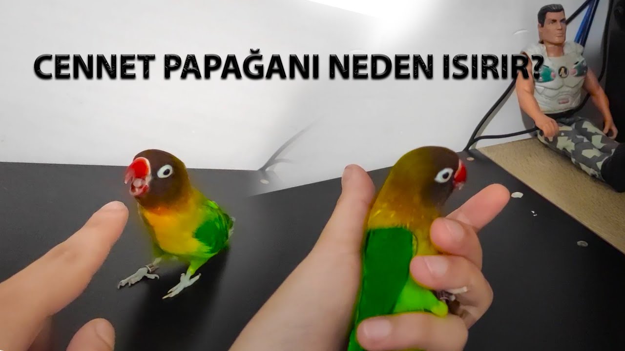 Cennet Papağanı Neden Isırır? Çözümü Nedir?