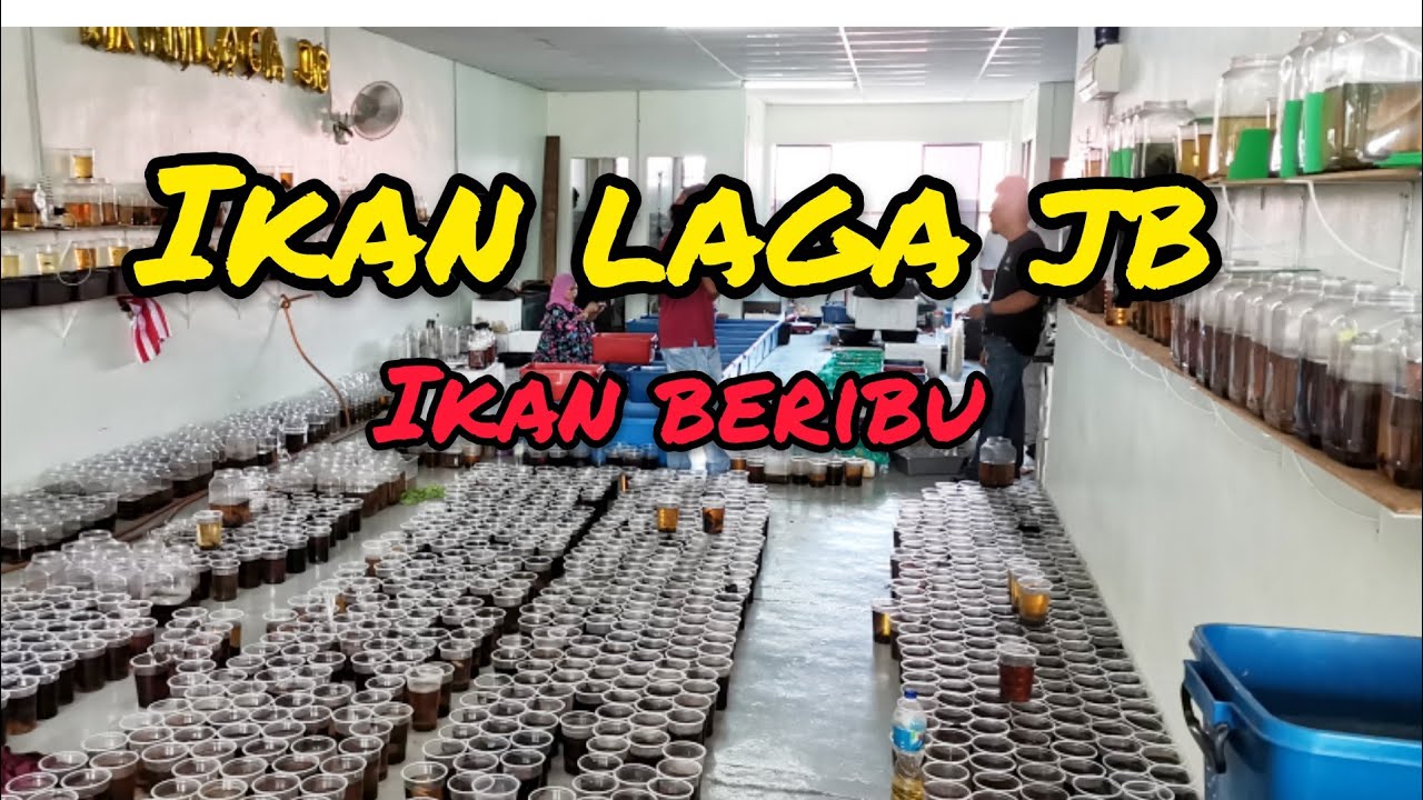 Melawat Farm Ikan Laga JB//ikan banyak sangat //ikan padu2.