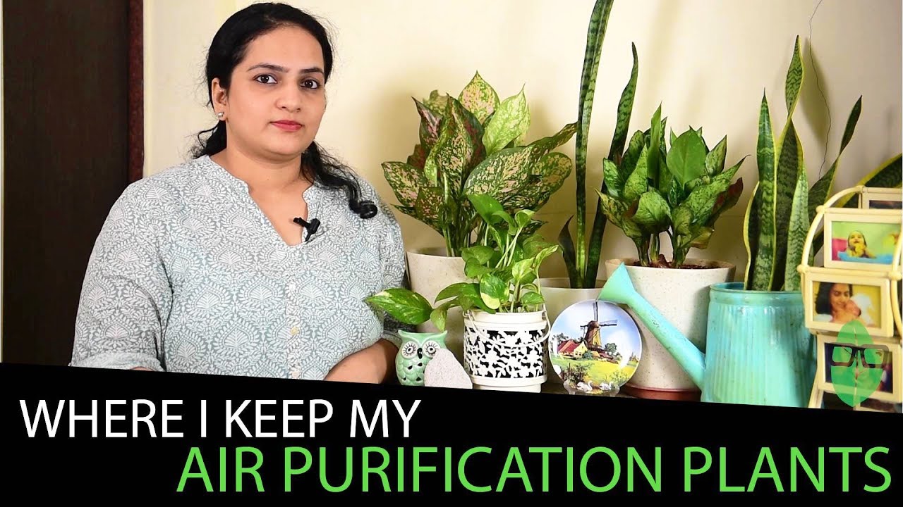 Where I Keep My Air Purification Plants + Living Room Tour | Indoor Plants India