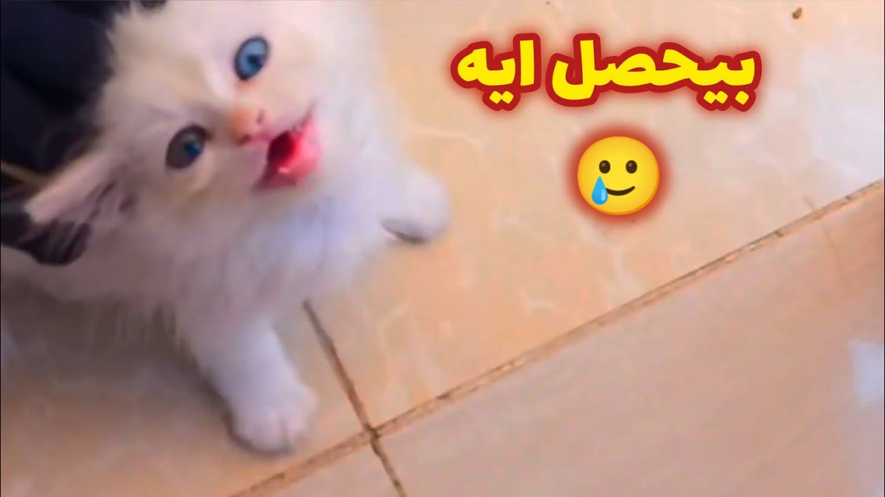 تصرفات القطه غريبه💔 مش هتصدقو
