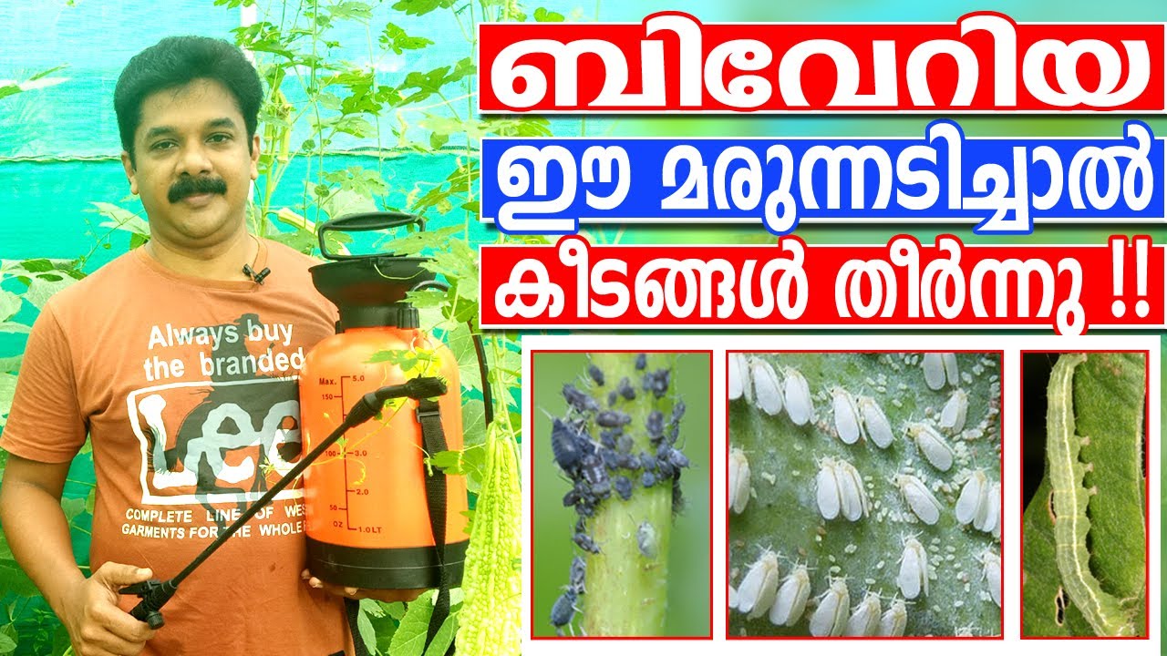 Best Pest Control |കീടങ്ങളെ കുലത്തോടെ നശിപ്പിക്കാനുള്ള ഏറ്റവും നല്ല ജൈവ മാർഗ്ഗം| Beauveria Bassiana