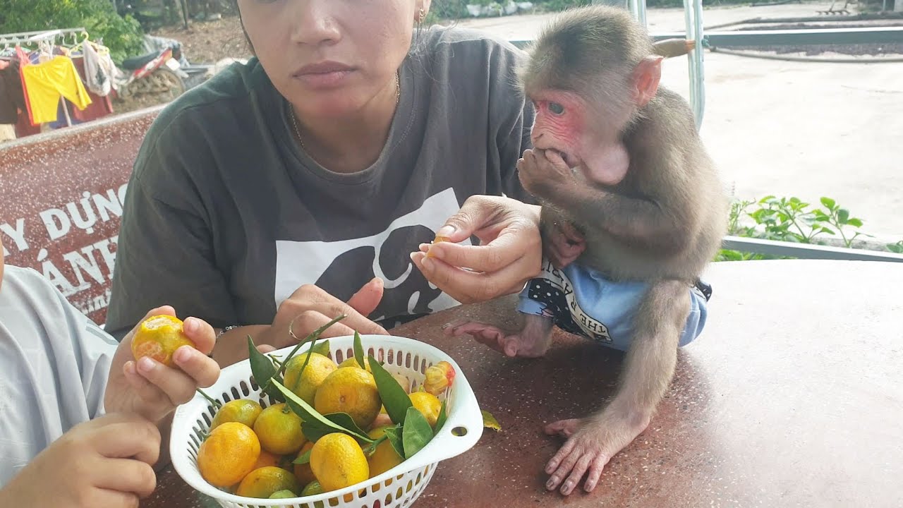 Cute gestures of baby monkeys when eating fruit