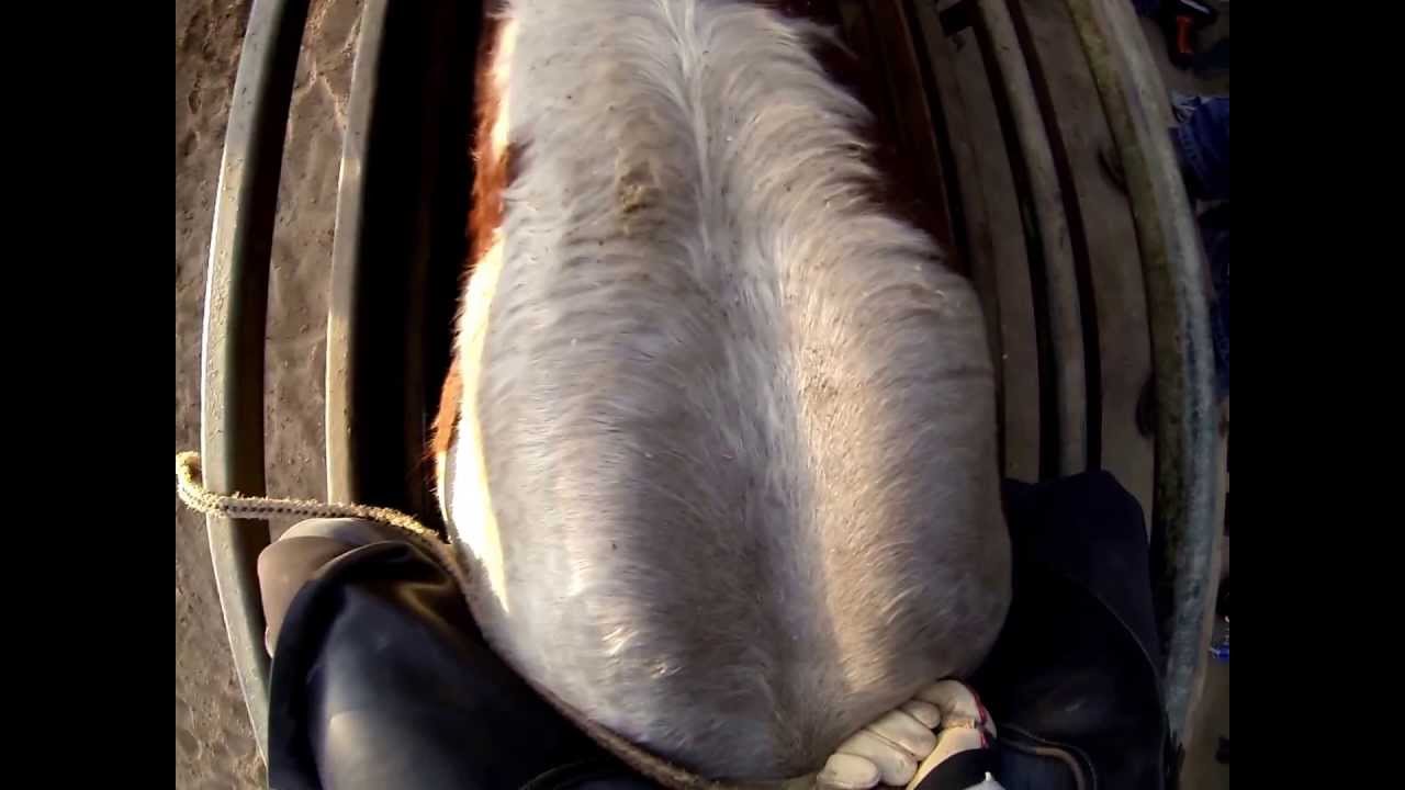 Bull riding chest cam