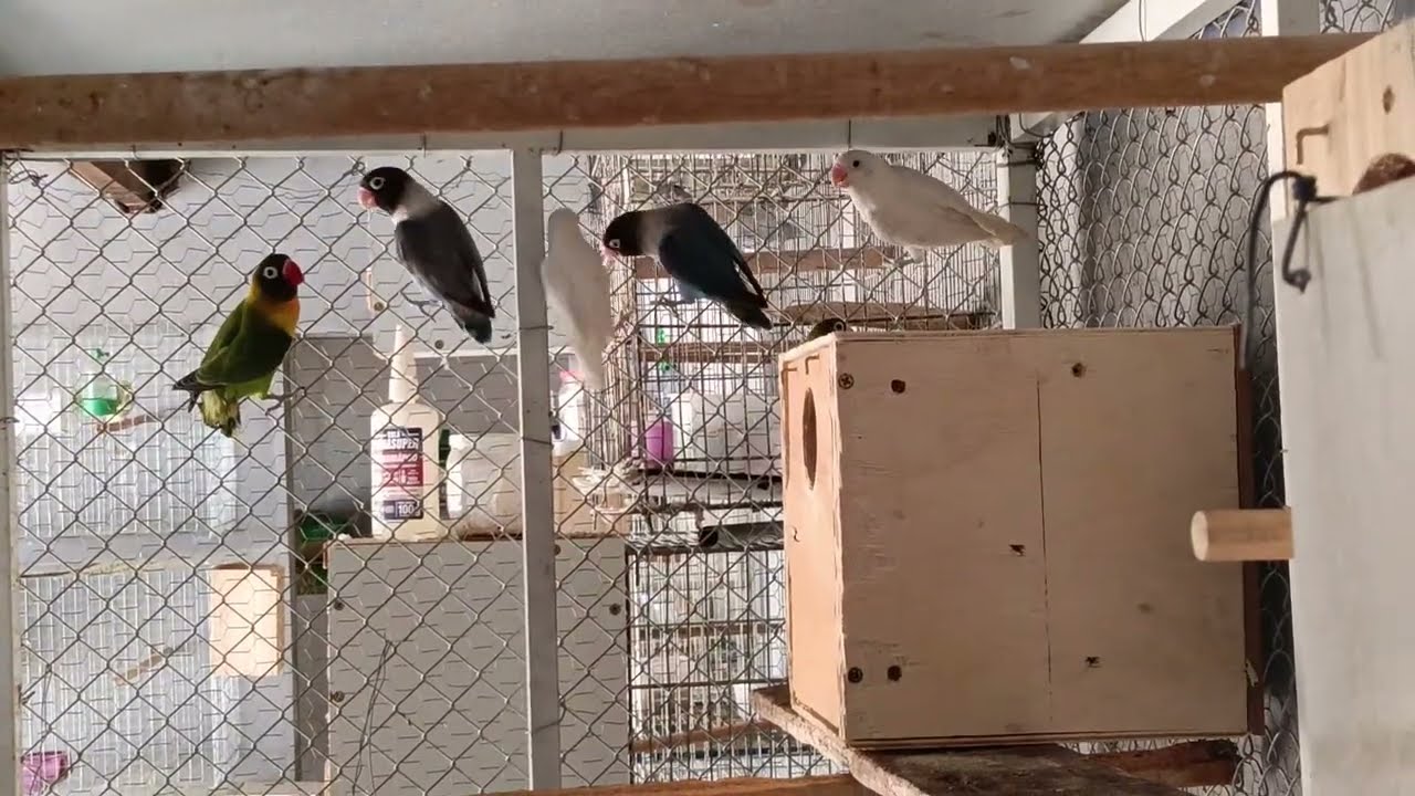 Colônia de agapornis