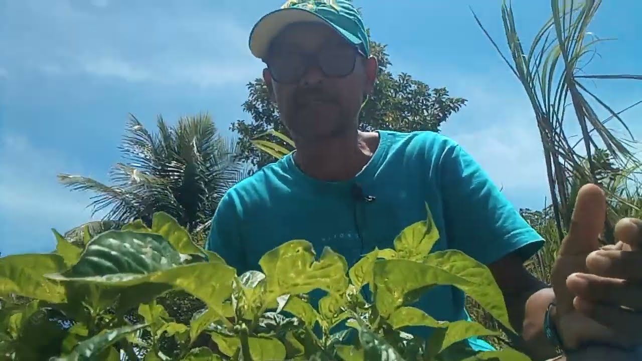 SÍTIO GRANDE EM GOIANA PERNAMBUCO | PÉ DE PIMENTA DE CHEIRO NO SÍTIO