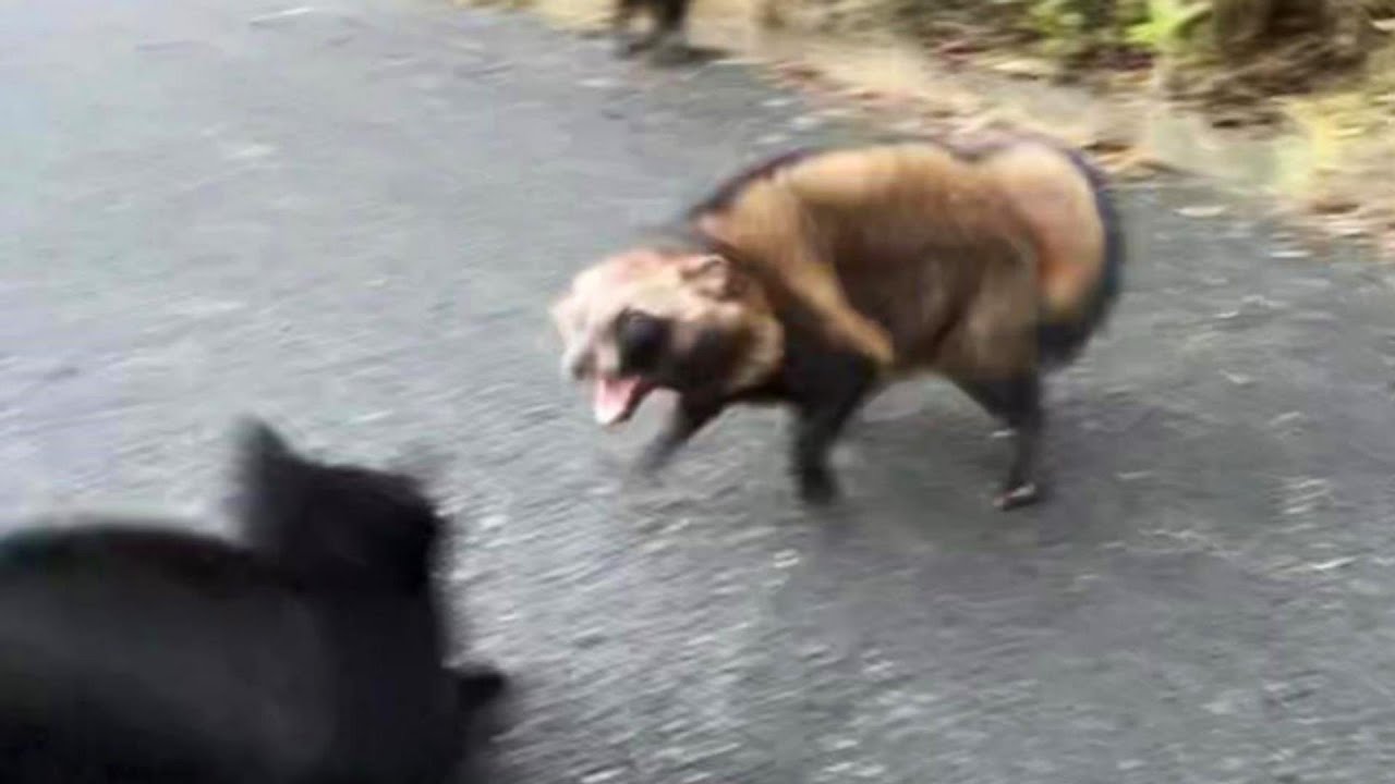 気性の荒い動物が猫に襲い掛かる瞬間
