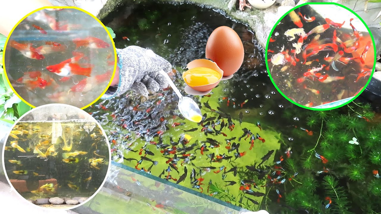 All my guppies eat fresh eggs