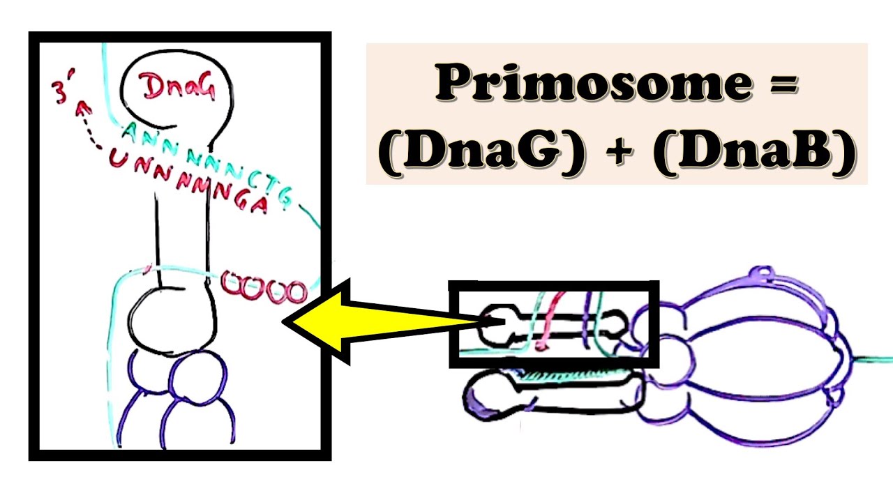 DNA Replication (Prokaryote) INITIATION - Helicase and Primase make the RNA Primer during INITIATION