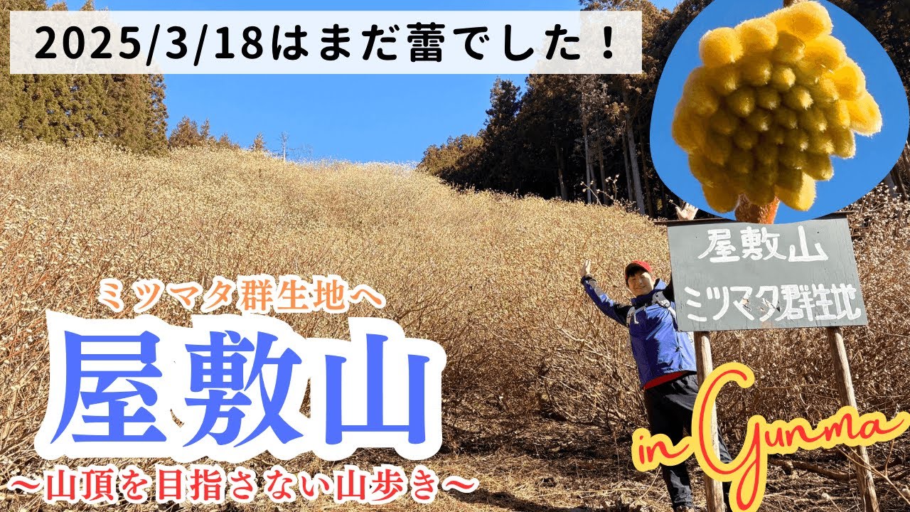 【屋敷山】ミツマタ群生地へ行ってきました☺️初めて見るミツマタの蕾❗️魅力に惹かれました✨
