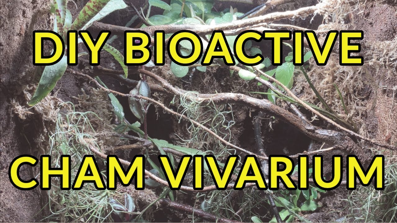 DIY Bioactive Chameleon Vivarium