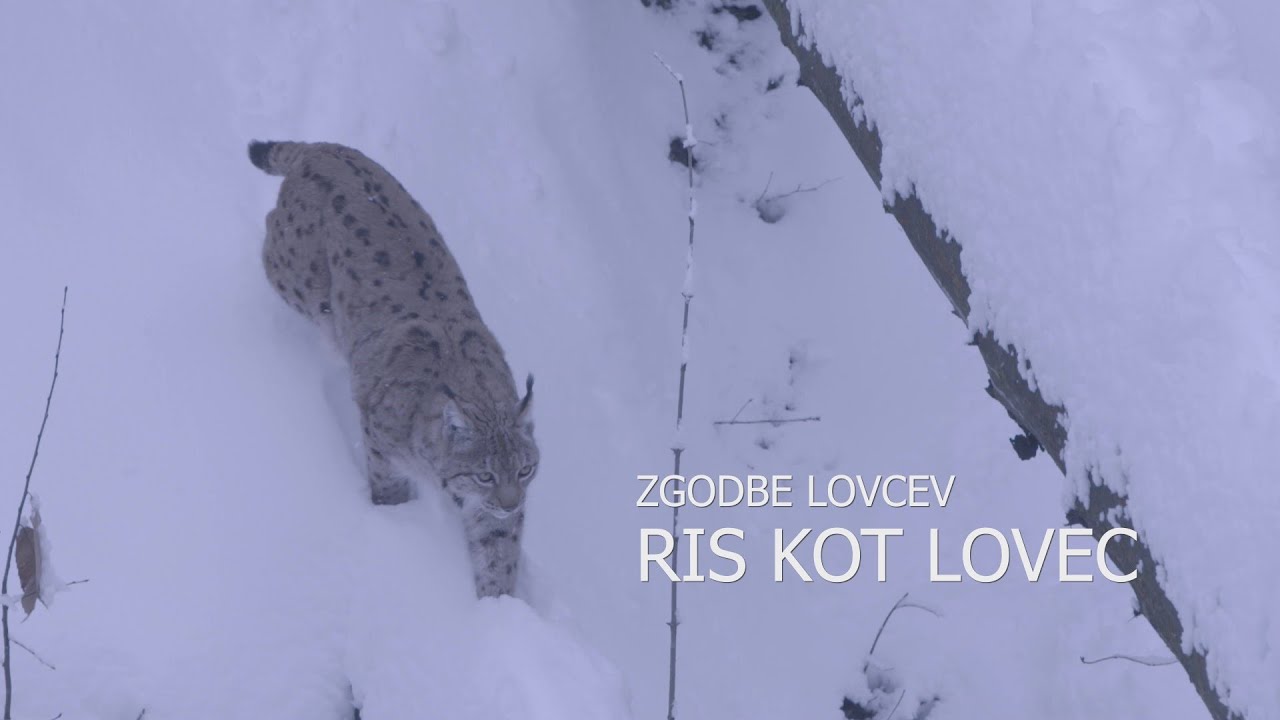 Zgodbe lovcev -  Ris kot lovec