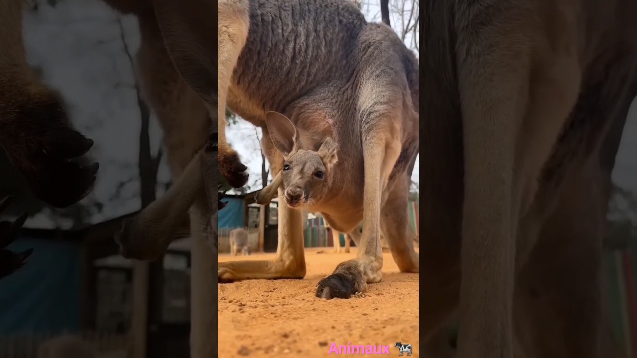 ce bizarre 😱💔#vaches #animals #kangourou #animeux