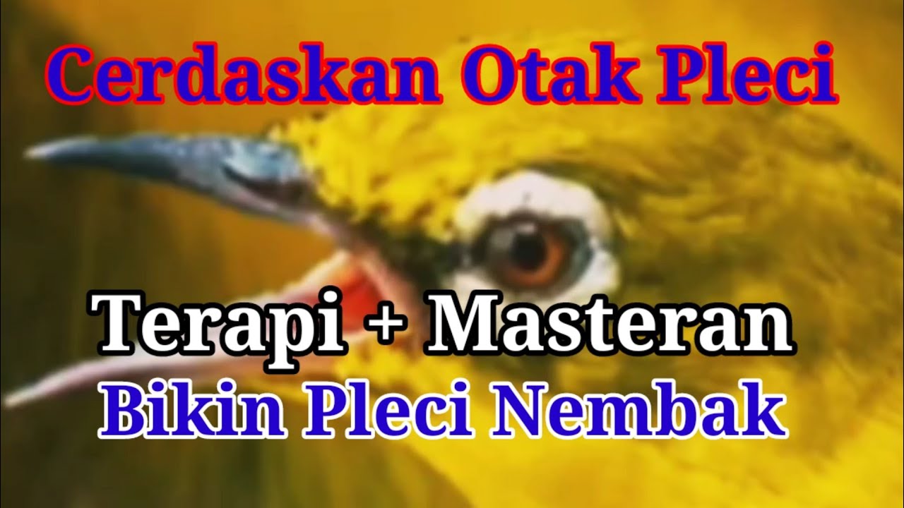 Buktikan‼️ Cerdaskan Otak Pleci,Terapi dan Masteran Pleci Nembak Mudah Ditirukan