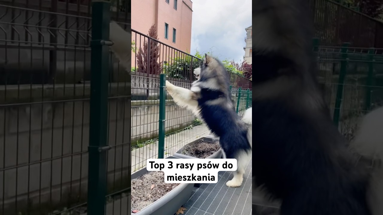 Top 3 rasy ps&oacute;w do mieszkania