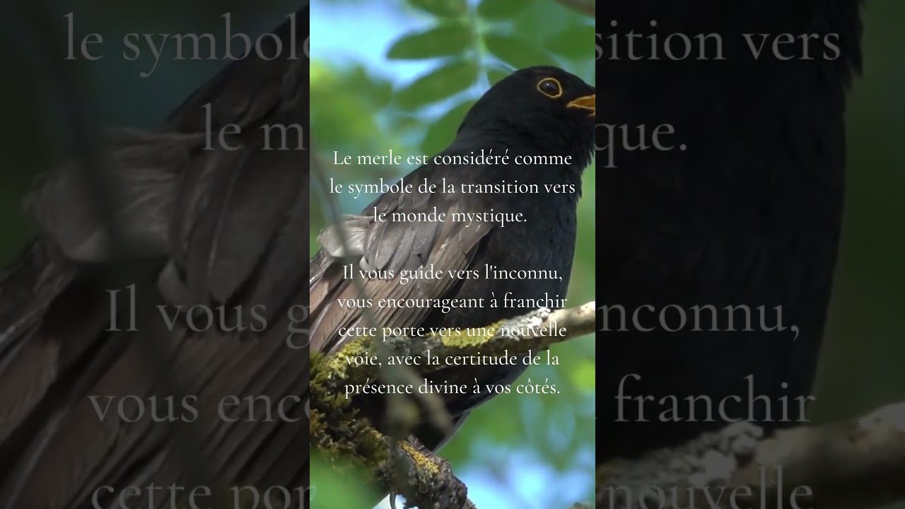 La symbolique du merle 🐦&zwj;⬛