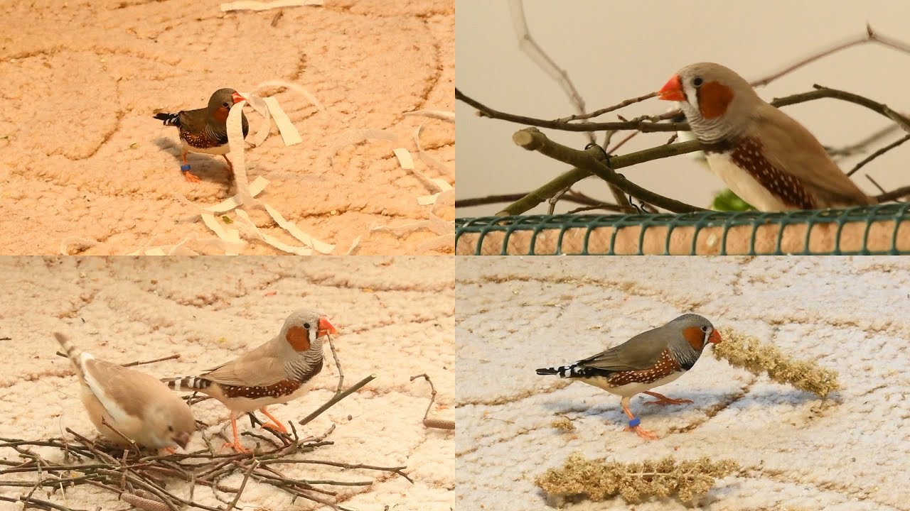 Zebra finches collect nesting material