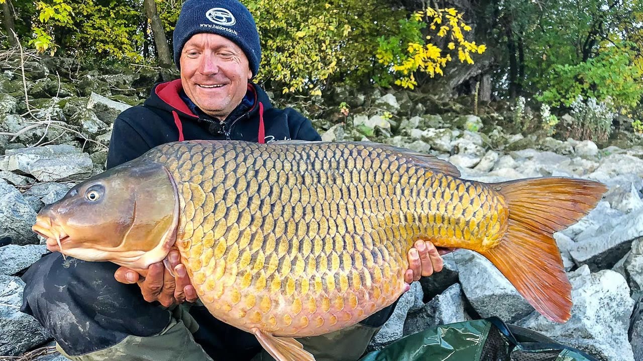 Lov na feeder na rieke Dunaj - 17Kg divoký kapor