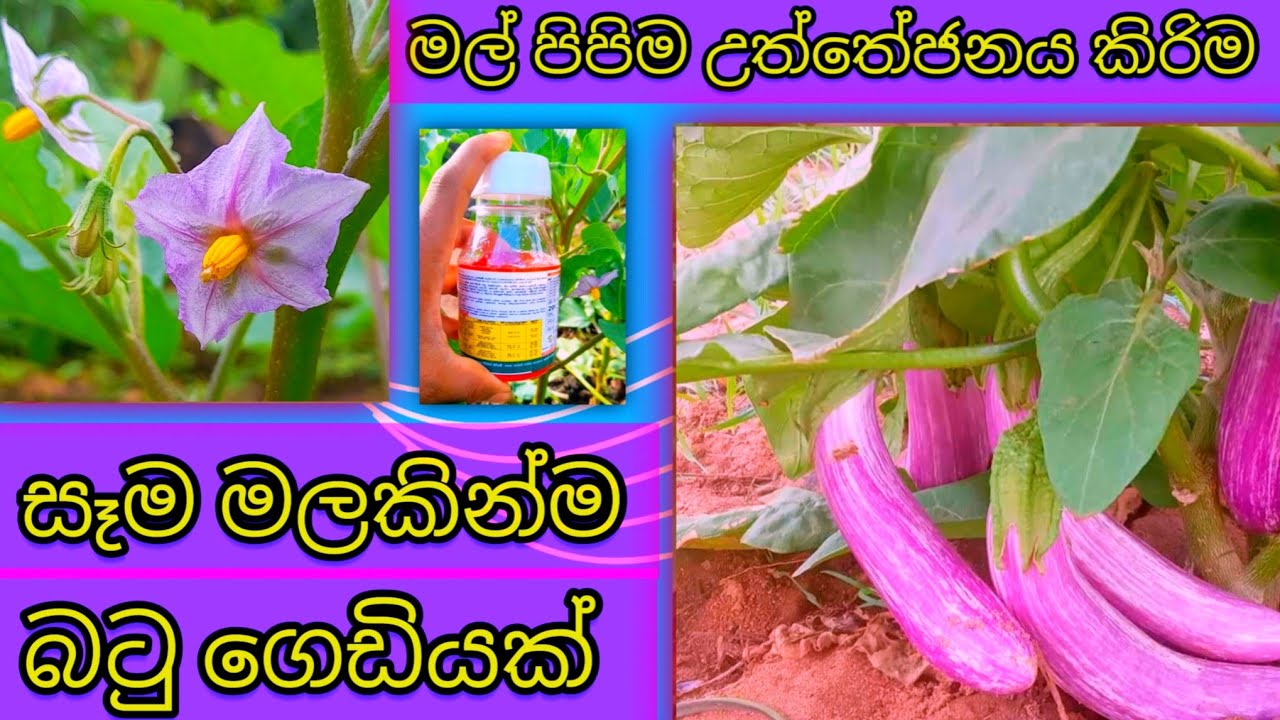 'බටු වගාවේ🍆 