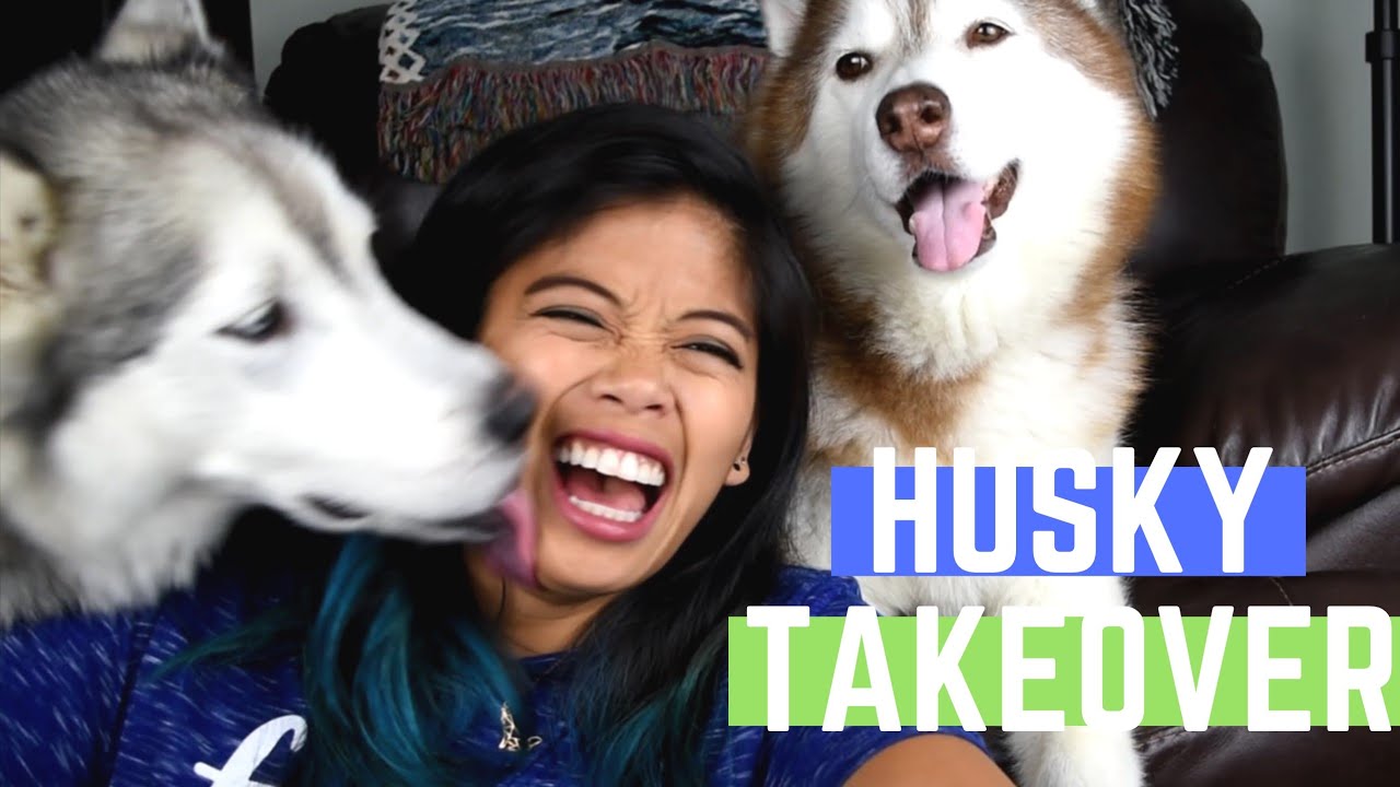 SIBERIAN HUSKY | VLOG FAIL | Making videos with dogs is hard