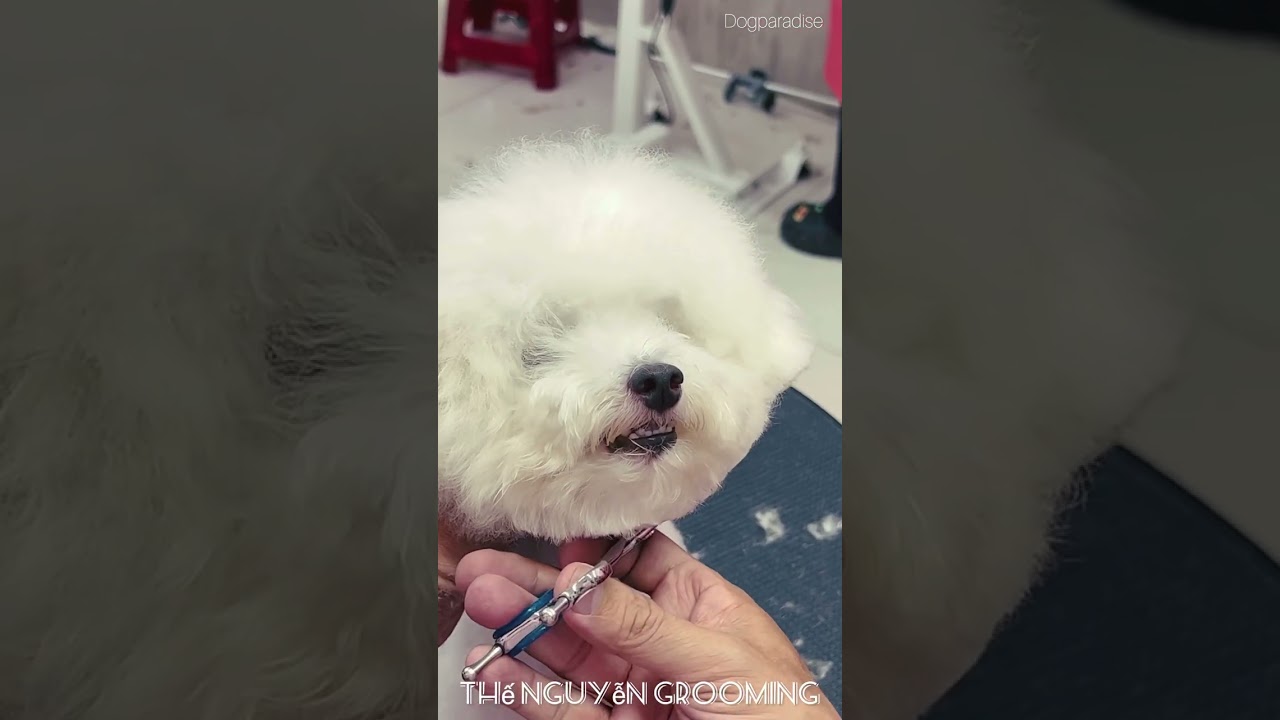 Cách cắt poodle kiểu hàng quốc