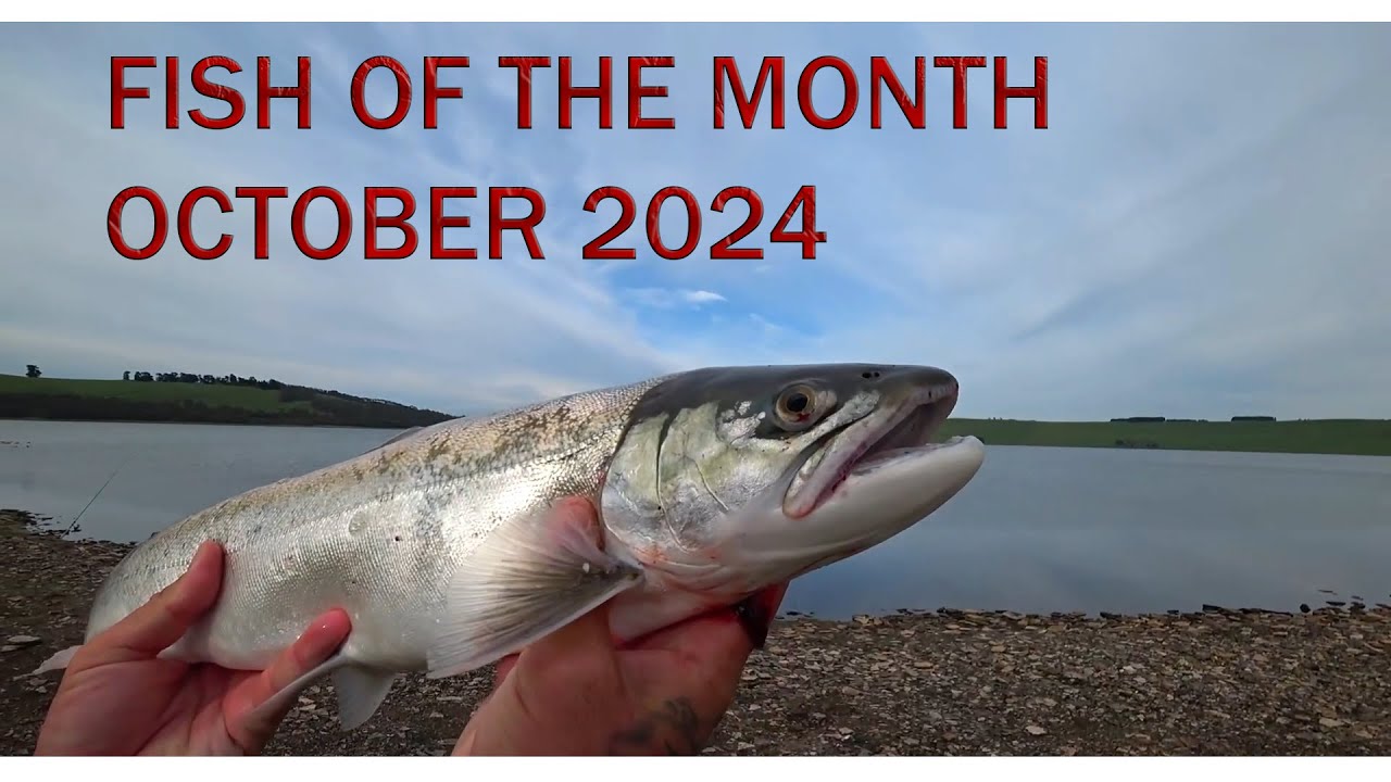 Mod City - Fish of the Month - October 2024 - Flathead Tiger Trout Brown Trout Redfin Bass