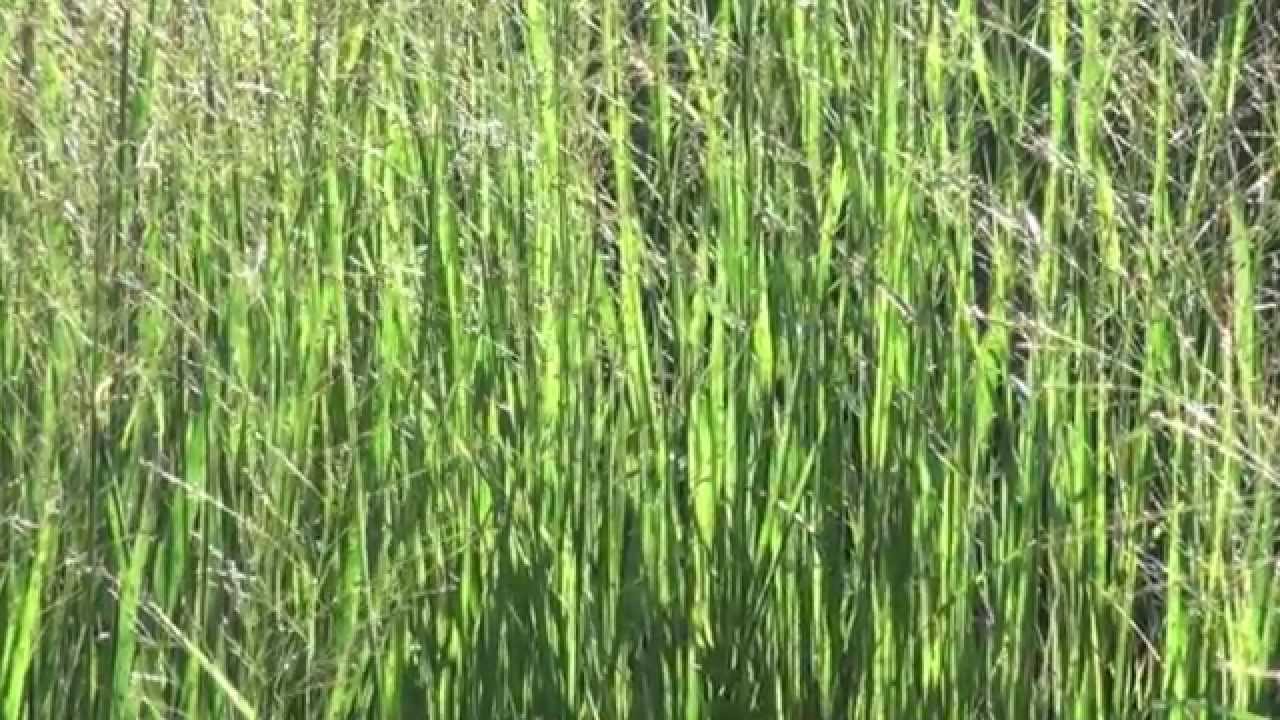 ポール・スミザー　Panicum 'Heavy Metal'　パニカム 'ヘビーメタル'