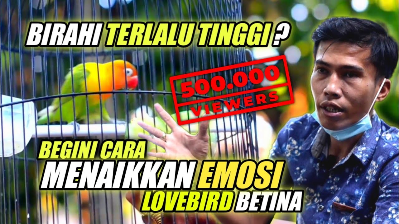 CARA MENAIKKAN EMOSI LOVEBIRD