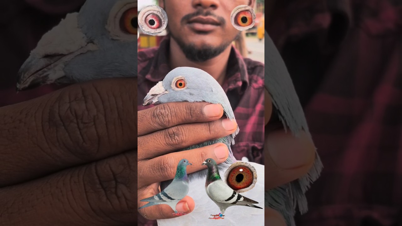 Best Quality Racing Pigeons | Racer Kabootar |🕊️💥👀... #kabootar #pigeon #viralshort #youtubeshorts