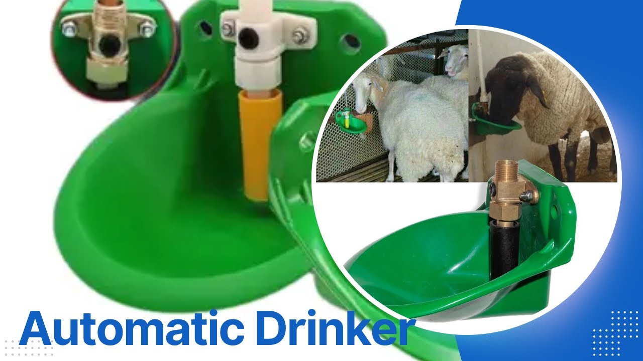 Sheep, goats Automatic drinker installation || Water trough for livestock