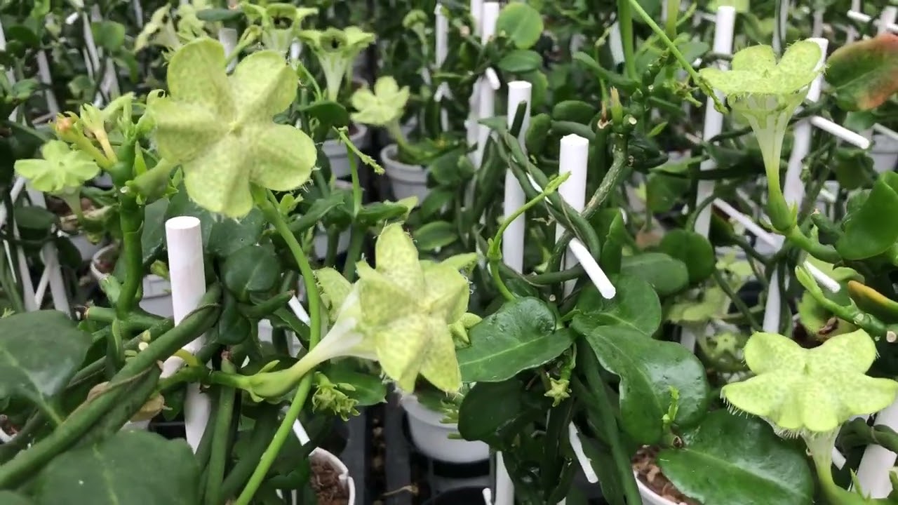 Hoogendoorn Stephanotis VOF