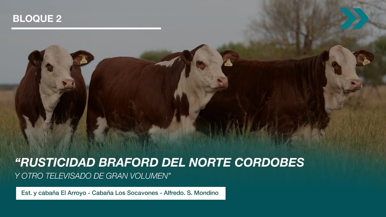 RUSTICIDAD BRAFORD DEL NORTE CORDOBES Y OTRO TELEVISADO DE GRAN VOLUMEN